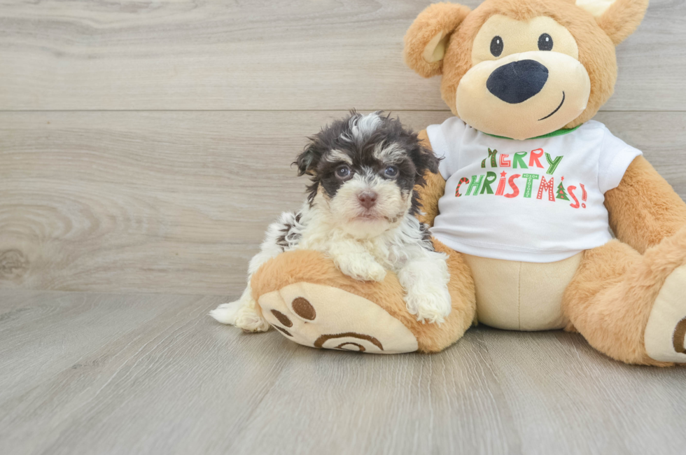 6 week old Havanese Puppy For Sale - Pilesgrove Pups