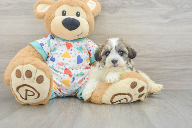 Havanese Puppy for Adoption