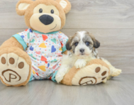 5 week old Havanese Puppy For Sale - Pilesgrove Pups