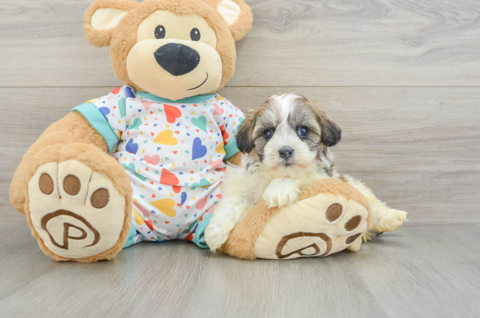 6 week old Havanese Puppy For Sale - Pilesgrove Pups