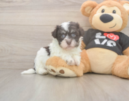 5 week old Havanese Puppy For Sale - Pilesgrove Pups