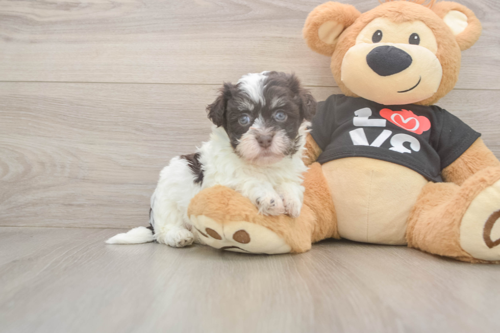 Havanese Pup Being Cute