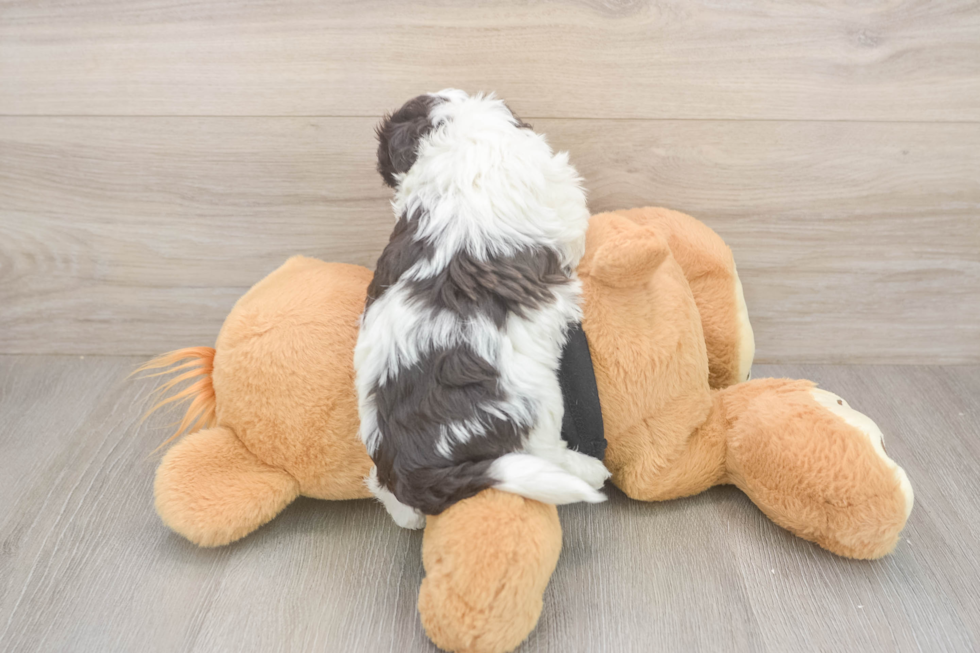 Havanese Puppy for Adoption