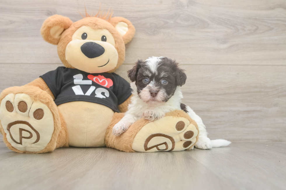 Fluffy Havanese Cuban Bichon Purebred Puppy