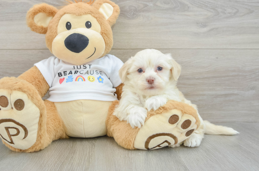 5 week old Havanese Puppy For Sale - Pilesgrove Pups