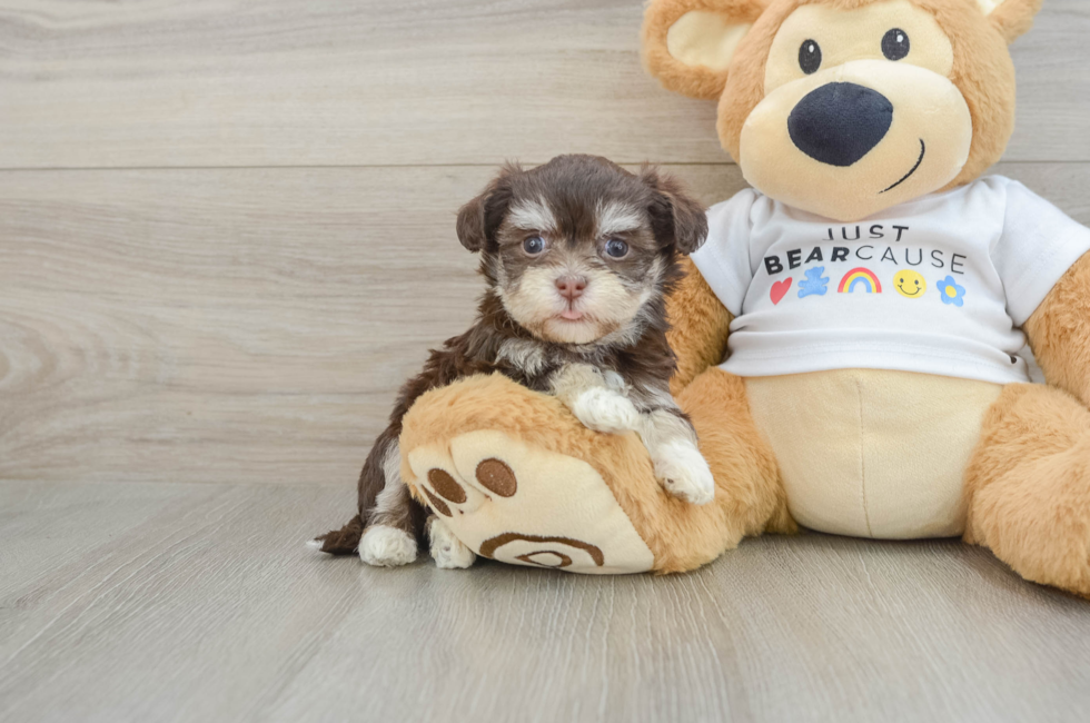 5 week old Havanese Puppy For Sale - Pilesgrove Pups