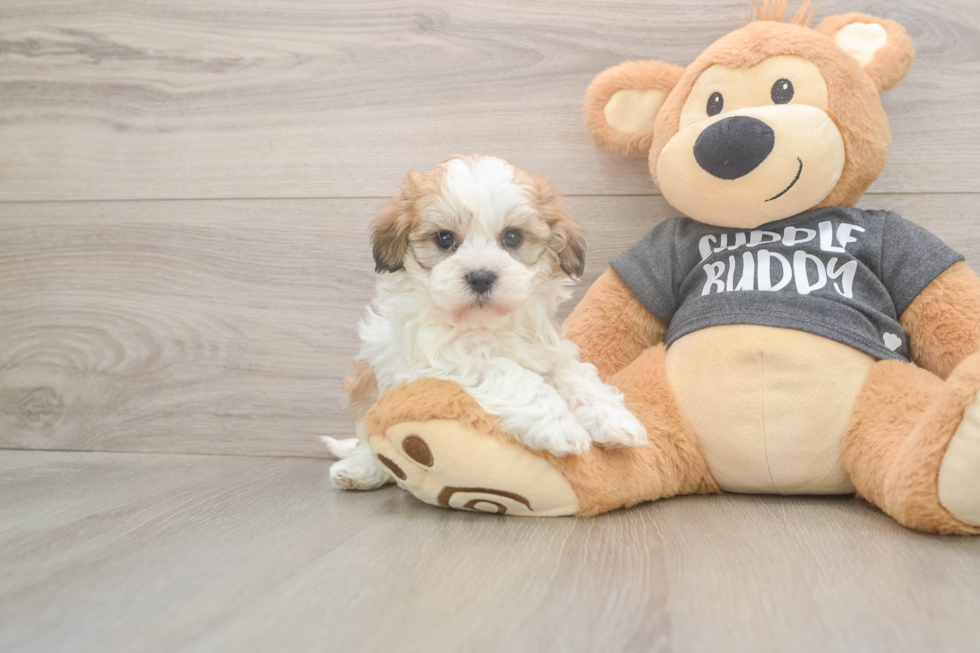 Playful Havanese Baby