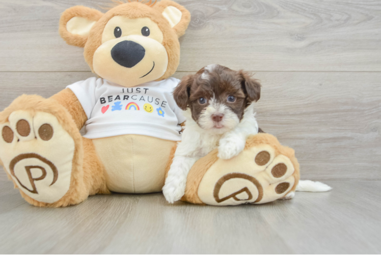 Funny Havanese Purebred Pup