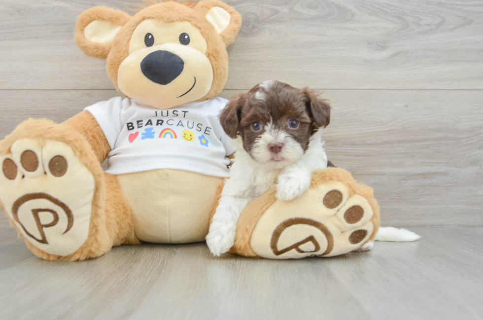 5 week old Havanese Puppy For Sale - Pilesgrove Pups