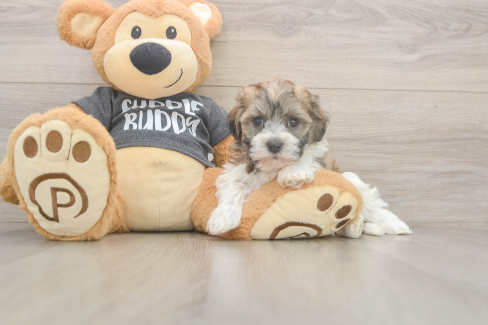 Playful Havanese Baby