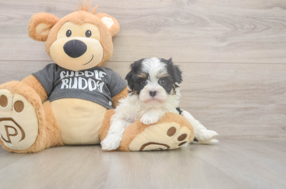 5 week old Havanese Puppy For Sale - Pilesgrove Pups