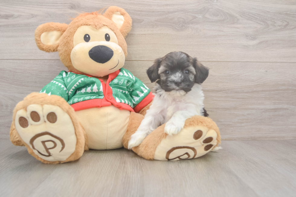 Best Havanese Baby