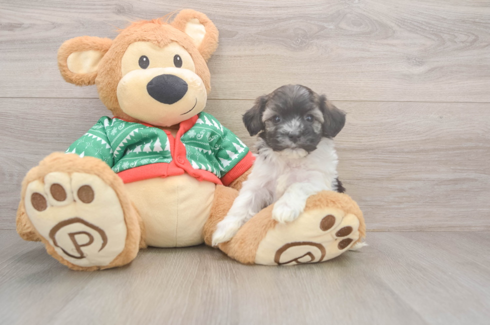 5 week old Havanese Puppy For Sale - Pilesgrove Pups