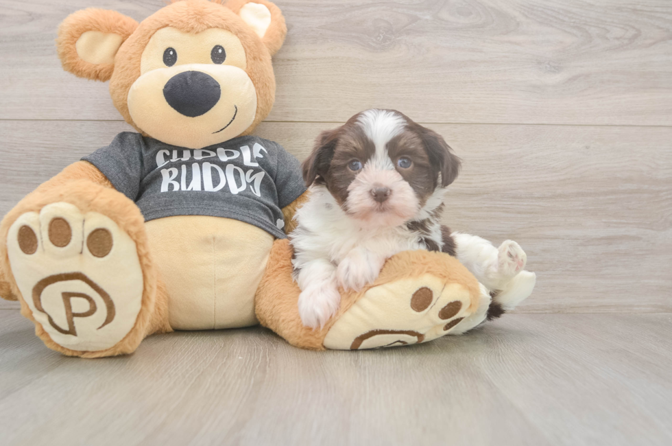 5 week old Havanese Puppy For Sale - Pilesgrove Pups