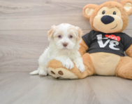 5 week old Havanese Puppy For Sale - Pilesgrove Pups