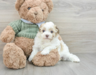 5 week old Havanese Puppy For Sale - Pilesgrove Pups