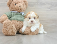 5 week old Havanese Puppy For Sale - Pilesgrove Pups