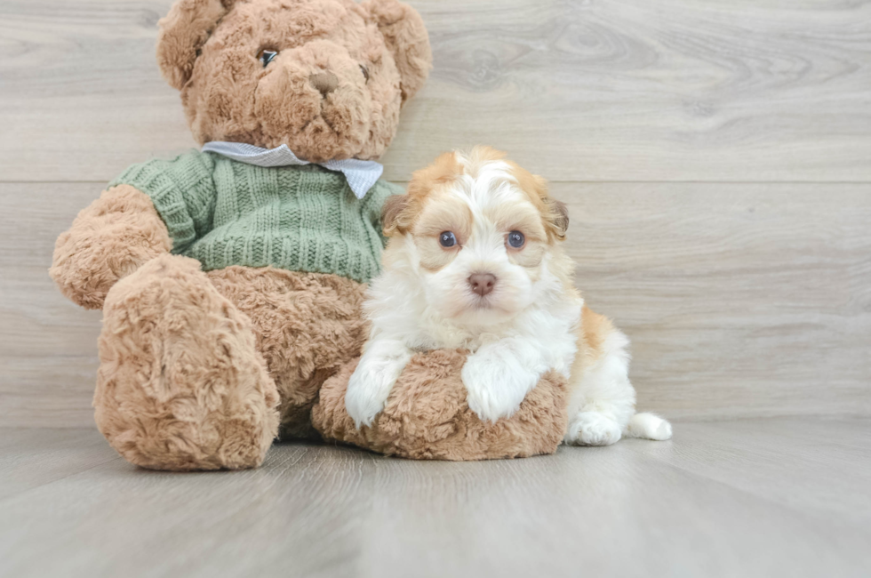 8 week old Havanese Puppy For Sale - Pilesgrove Pups