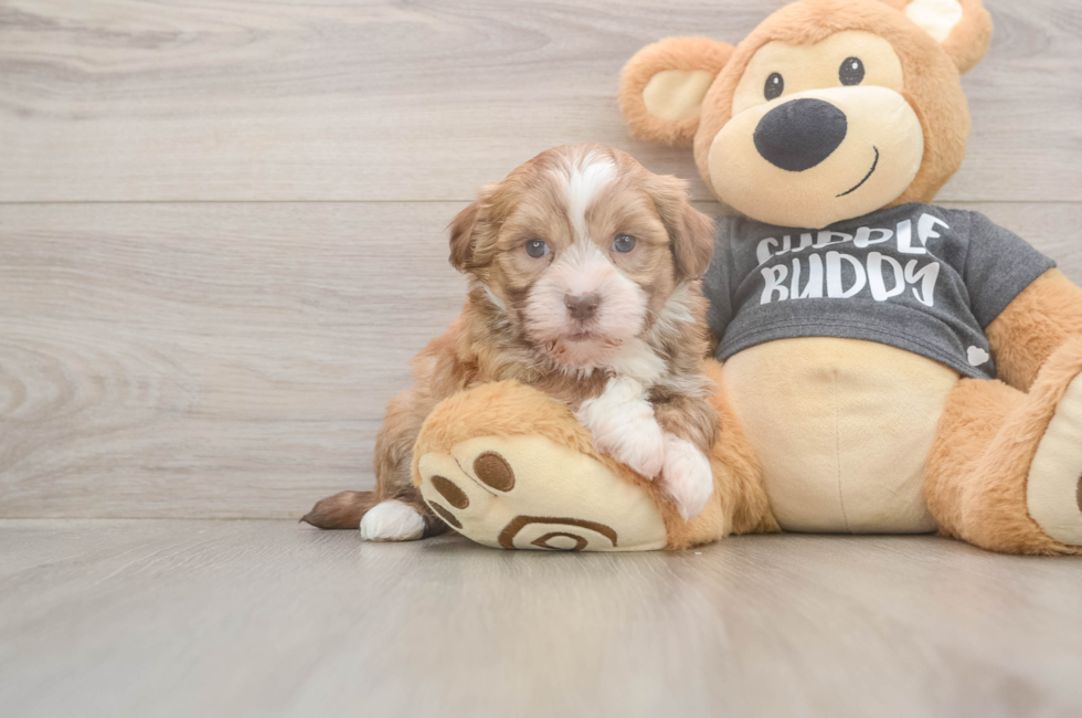 5 week old Havanese Puppy For Sale - Pilesgrove Pups
