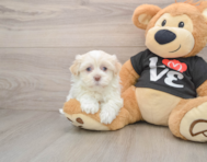 5 week old Havanese Puppy For Sale - Pilesgrove Pups