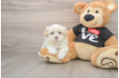 Havanese Puppy for Adoption