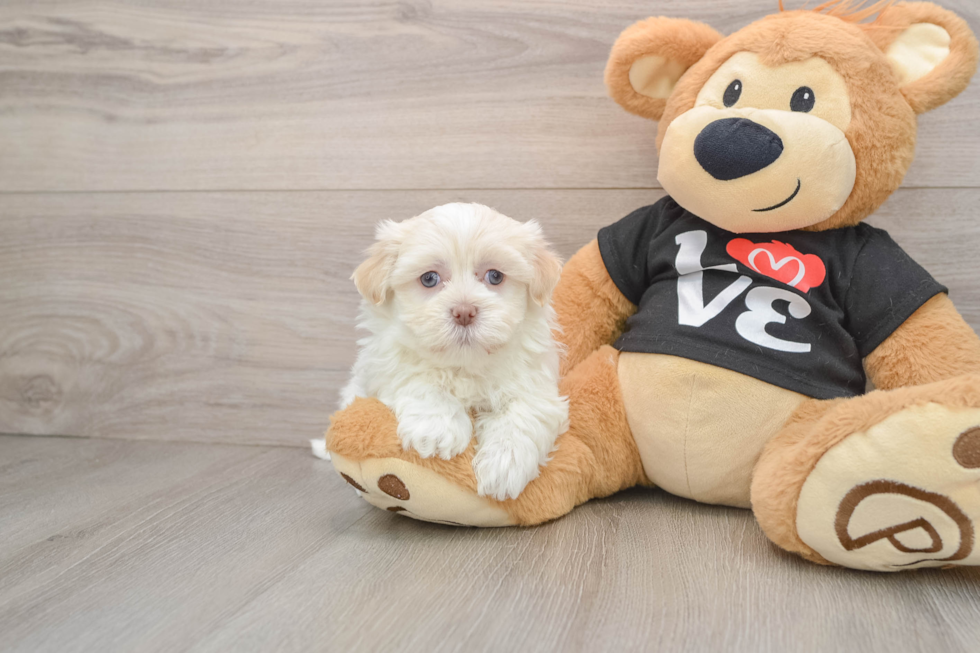 Havanese Puppy for Adoption