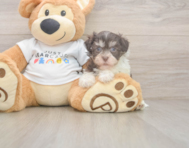 6 week old Havanese Puppy For Sale - Pilesgrove Pups
