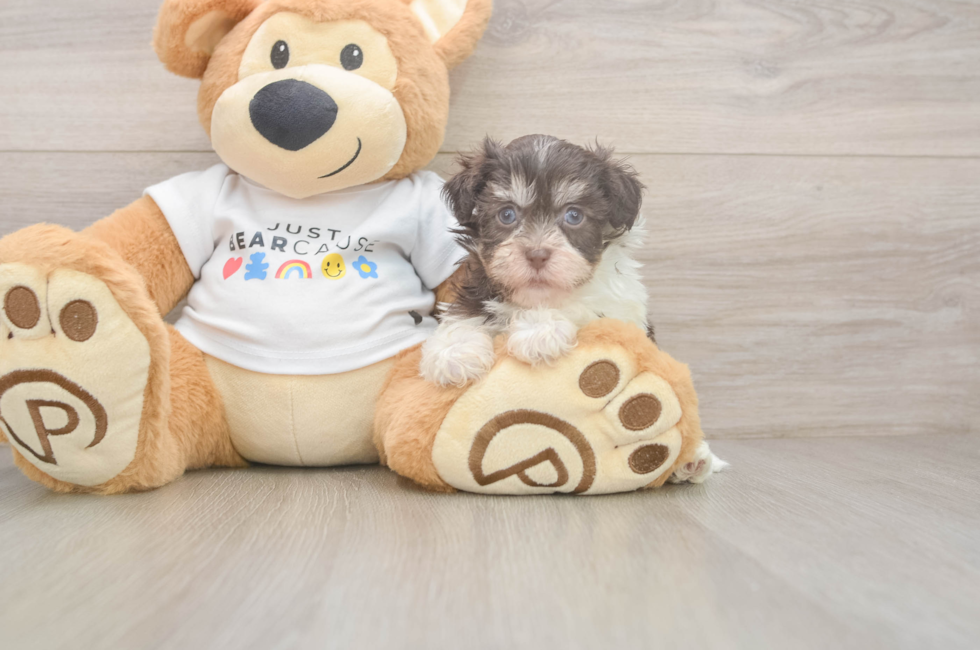 6 week old Havanese Puppy For Sale - Pilesgrove Pups