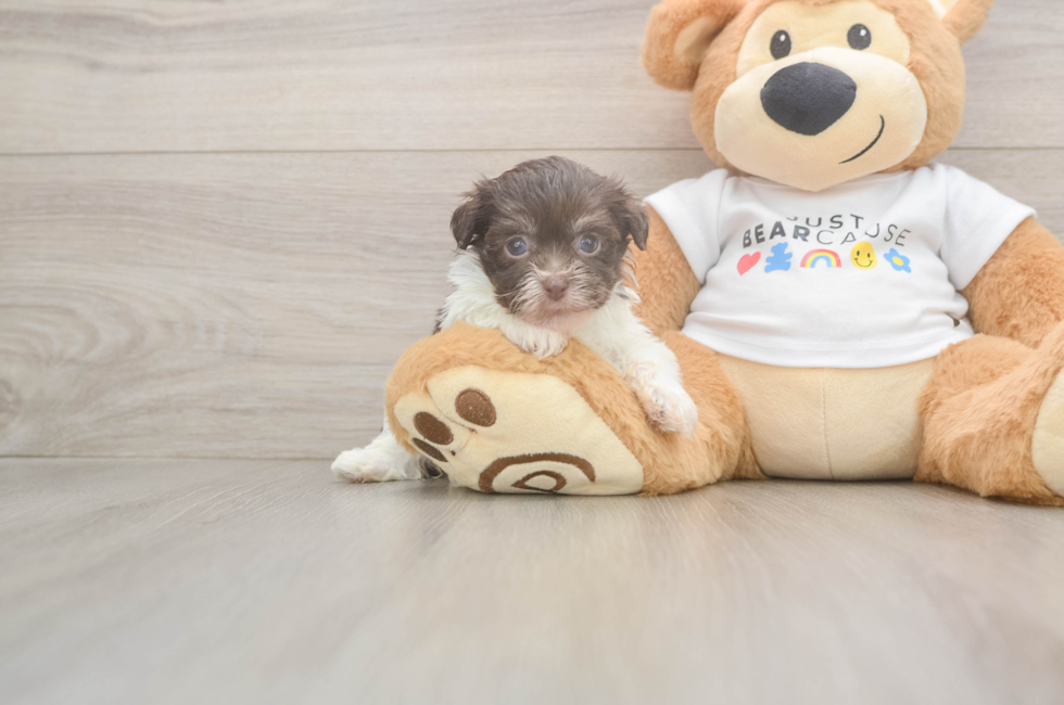 6 week old Havanese Puppy For Sale - Pilesgrove Pups