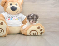 9 week old Havanese Puppy For Sale - Pilesgrove Pups