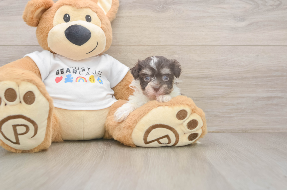 8 week old Havanese Puppy For Sale - Pilesgrove Pups