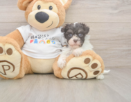 8 week old Havanese Puppy For Sale - Pilesgrove Pups