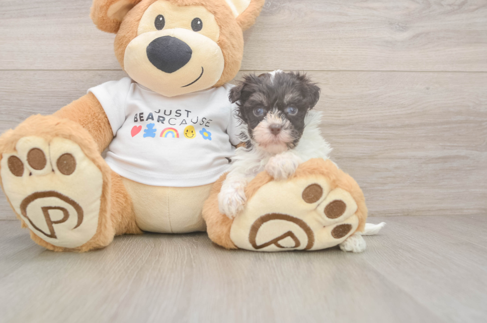 6 week old Havanese Puppy For Sale - Pilesgrove Pups