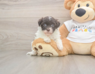 8 week old Havanese Puppy For Sale - Pilesgrove Pups