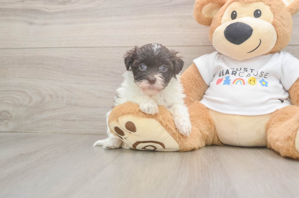 6 week old Havanese Puppy For Sale - Pilesgrove Pups