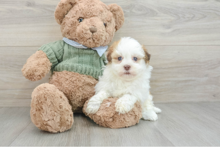 Playful Havanese Baby