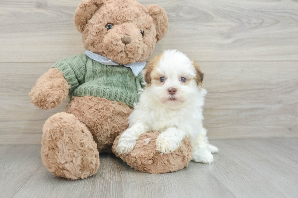 8 week old Havanese Puppy For Sale - Pilesgrove Pups