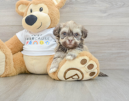 5 week old Havanese Puppy For Sale - Pilesgrove Pups