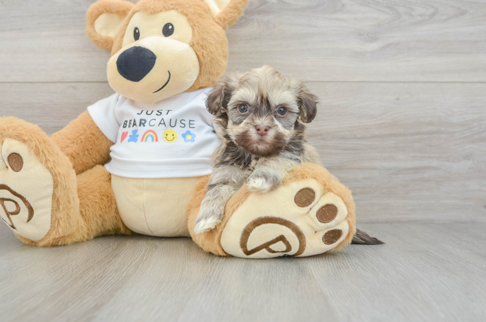 7 week old Havanese Puppy For Sale - Pilesgrove Pups