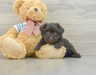 5 week old Havanese Puppy For Sale - Pilesgrove Pups