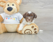 6 week old Havanese Puppy For Sale - Pilesgrove Pups