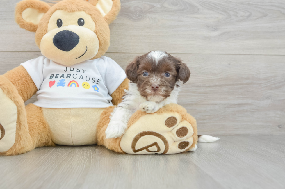 7 week old Havanese Puppy For Sale - Pilesgrove Pups