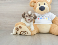 6 week old Havanese Puppy For Sale - Pilesgrove Pups
