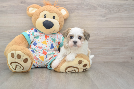 Petite Havanezer Purebred Puppy