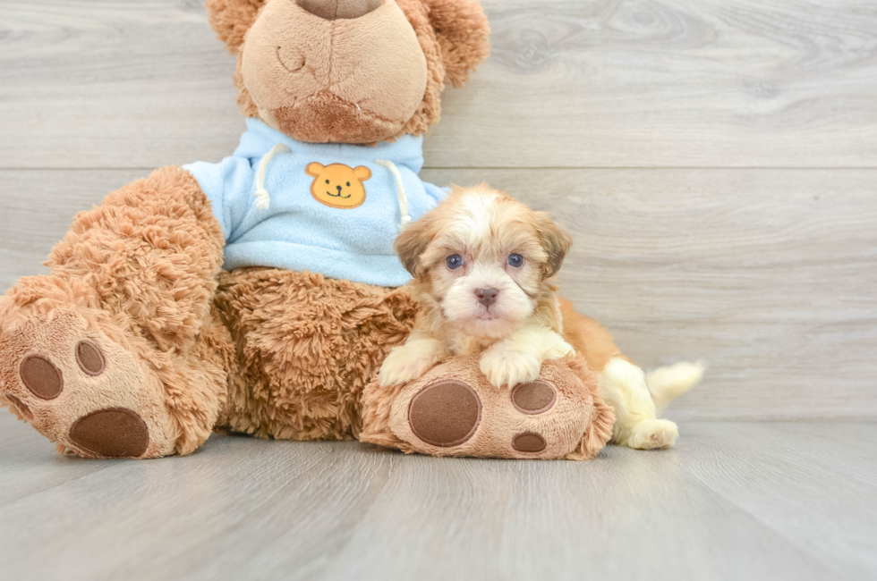 6 week old Havanese Puppy For Sale - Pilesgrove Pups