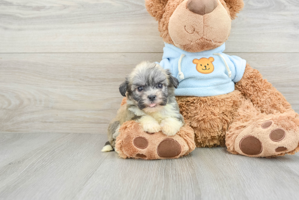 Havanese Pup Being Cute