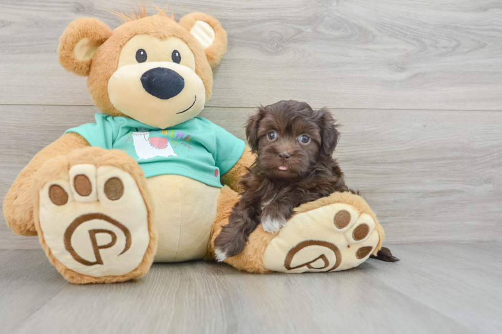 Fluffy Havanese Cuban Bichon Purebred Puppy