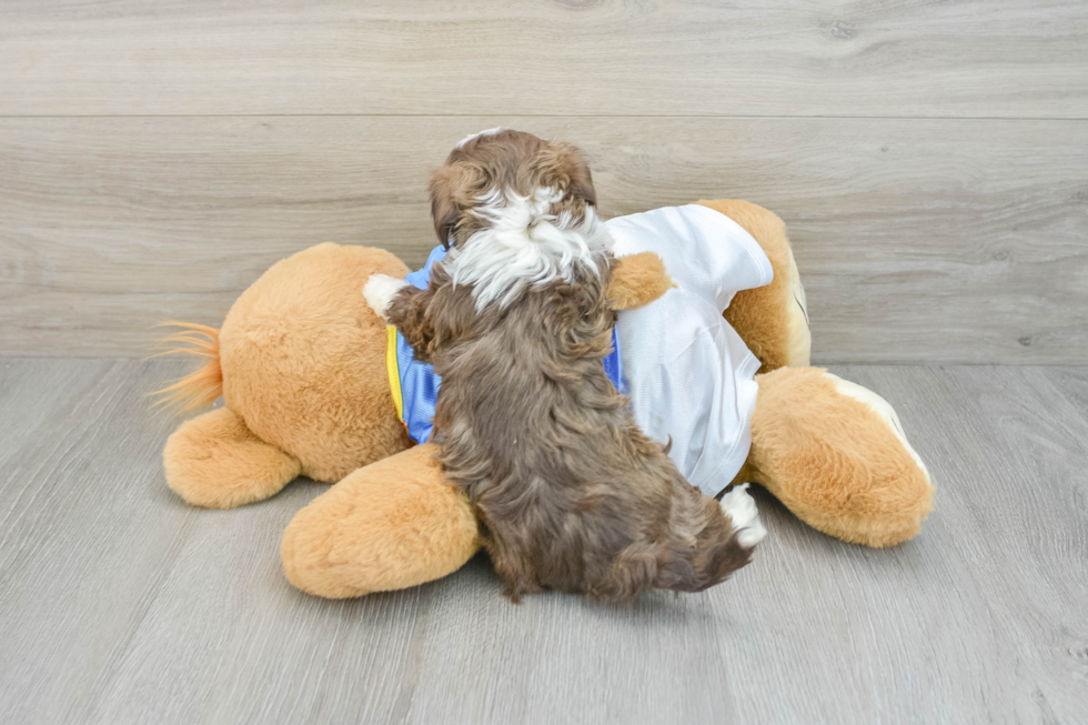 Havanese Puppy for Adoption