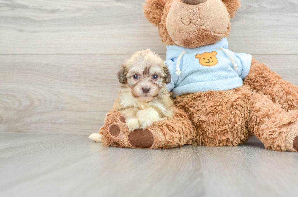 6 week old Havanese Puppy For Sale - Pilesgrove Pups