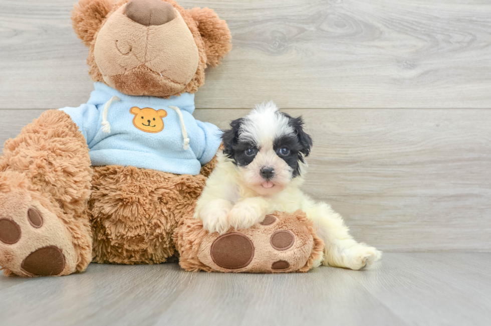 6 week old Havanese Puppy For Sale - Pilesgrove Pups